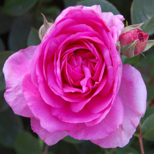Gertrude Jekyll (Shrub) by Jerry Georgette