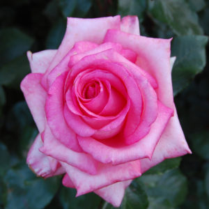 Aromatherapy (Hybrid Tea) by Jerry Georgette