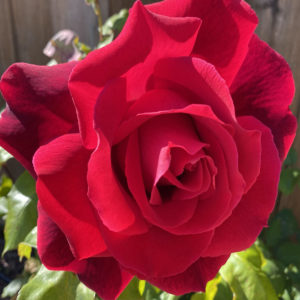 Mister Lincoln (Hybrid Tea) by Audrey & Bob Giarrusso