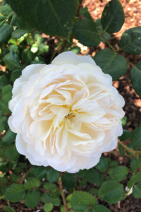 Crocus rose (Shrub, David Austin) by Pam McGraw