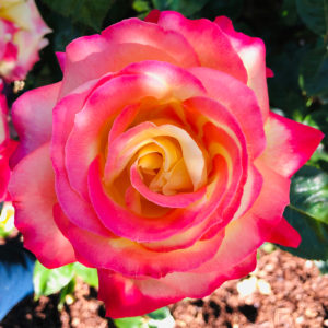 Love and Peace (Hybrid Tea) by Pam McGraw