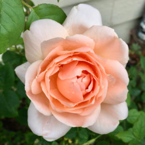 21. Ambridge Rose (Shrub) by Anastasia Morrison