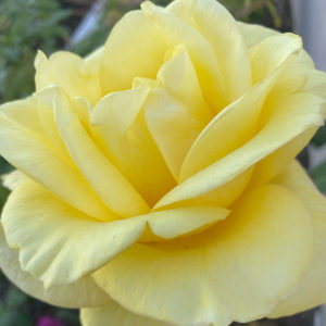 3. New Day (Hybrid Tea) by Audrey & Bob Giarusso