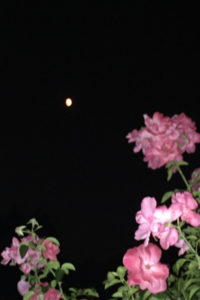 99. Moon and Pink by Jackie Copple