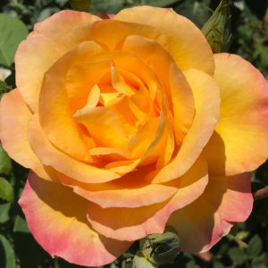 5. Gold Medal (Grandiflora) by Jerry Georgette