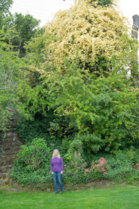 100. Lady Banksia lutea (Old Garden), Huge rose in my garden by Karen Flores