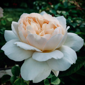 4. Crocus Rose (Shrub) by Pam McGraw