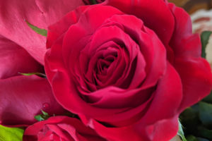 103. Red rose (Unidentified) by Patti Spezzaferro