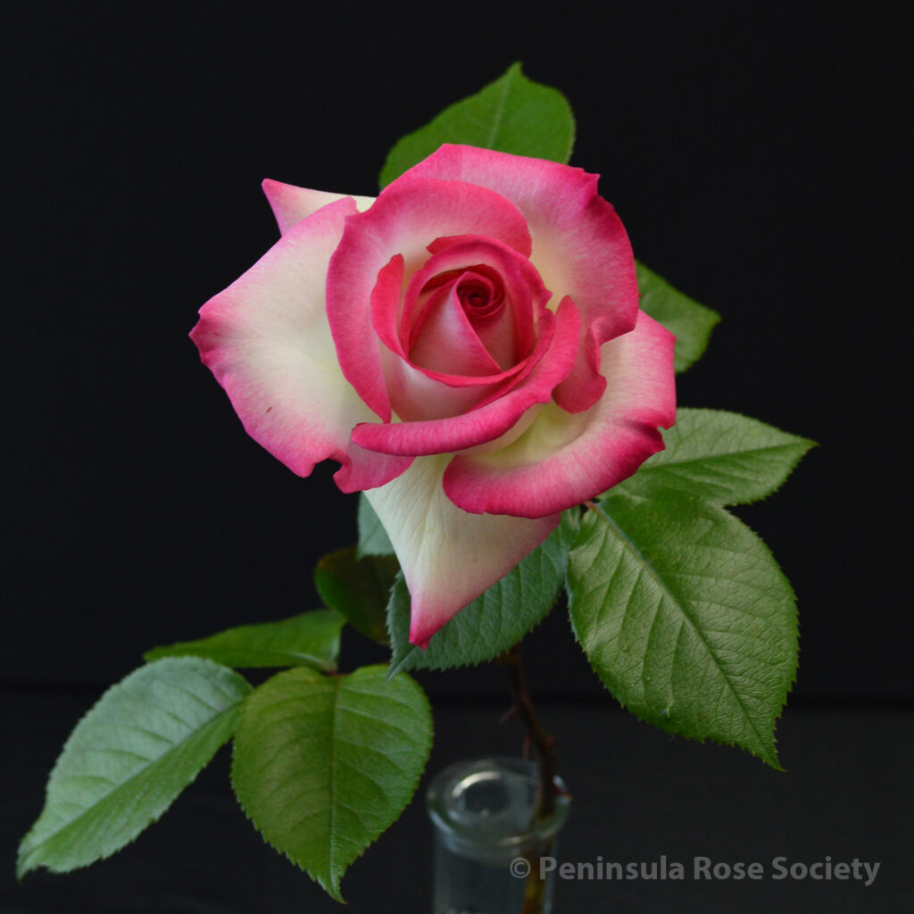 101_3rd_princess_john_lynett_petrula_lynn_anderson_wm