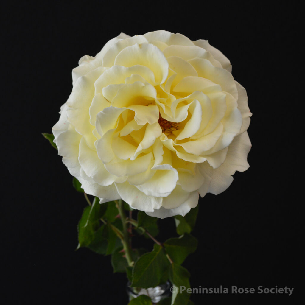 103_usha_doppalapudi_elina_wm