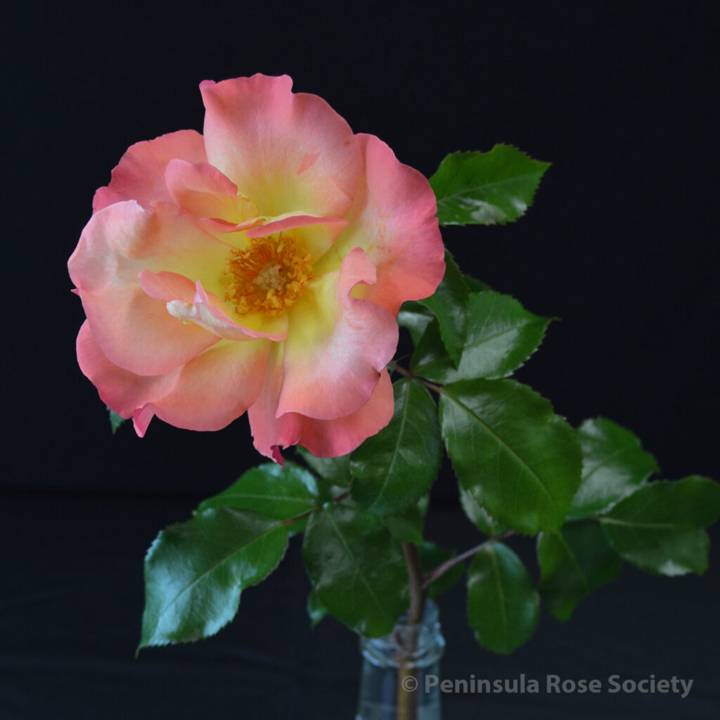 104_michael_rizo_playboy_wm