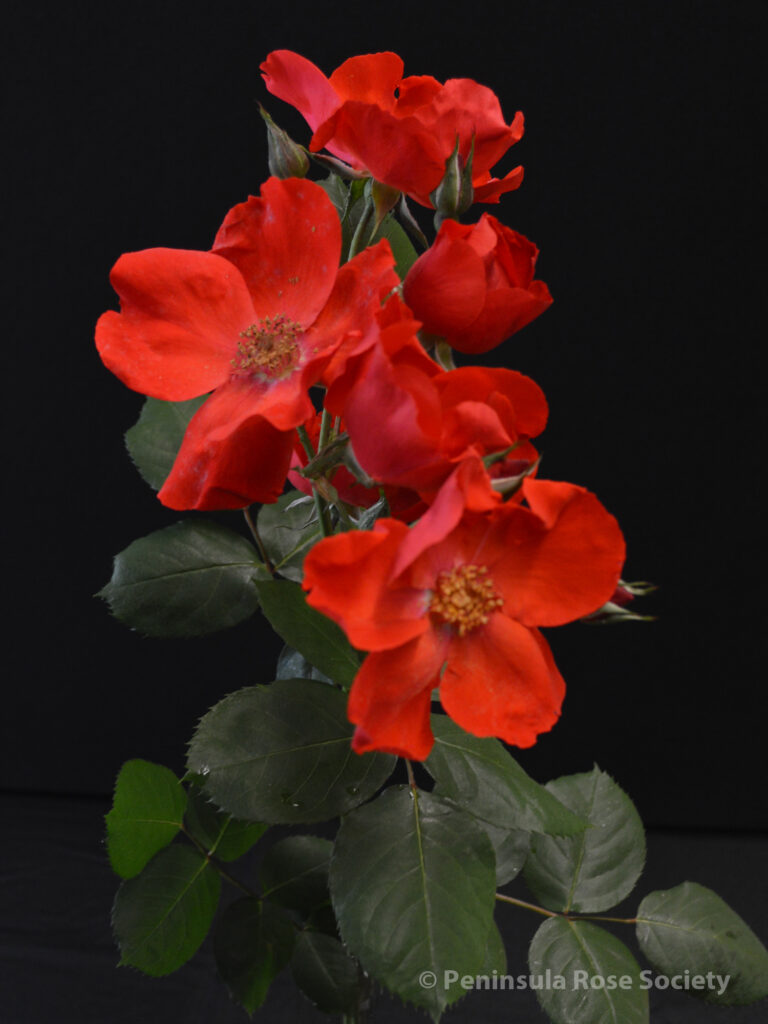 105-132_2nd_linda_vince_piantanida_sarabande_wm