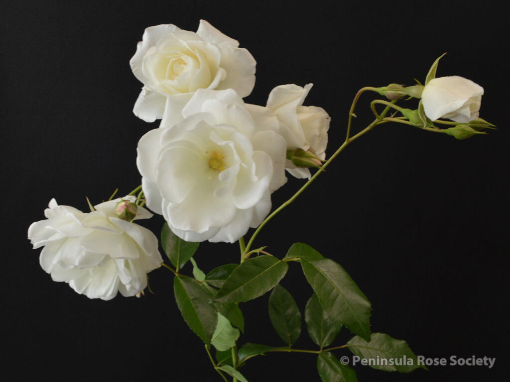 105-132_tritia_nishikawa_iceberg_wm