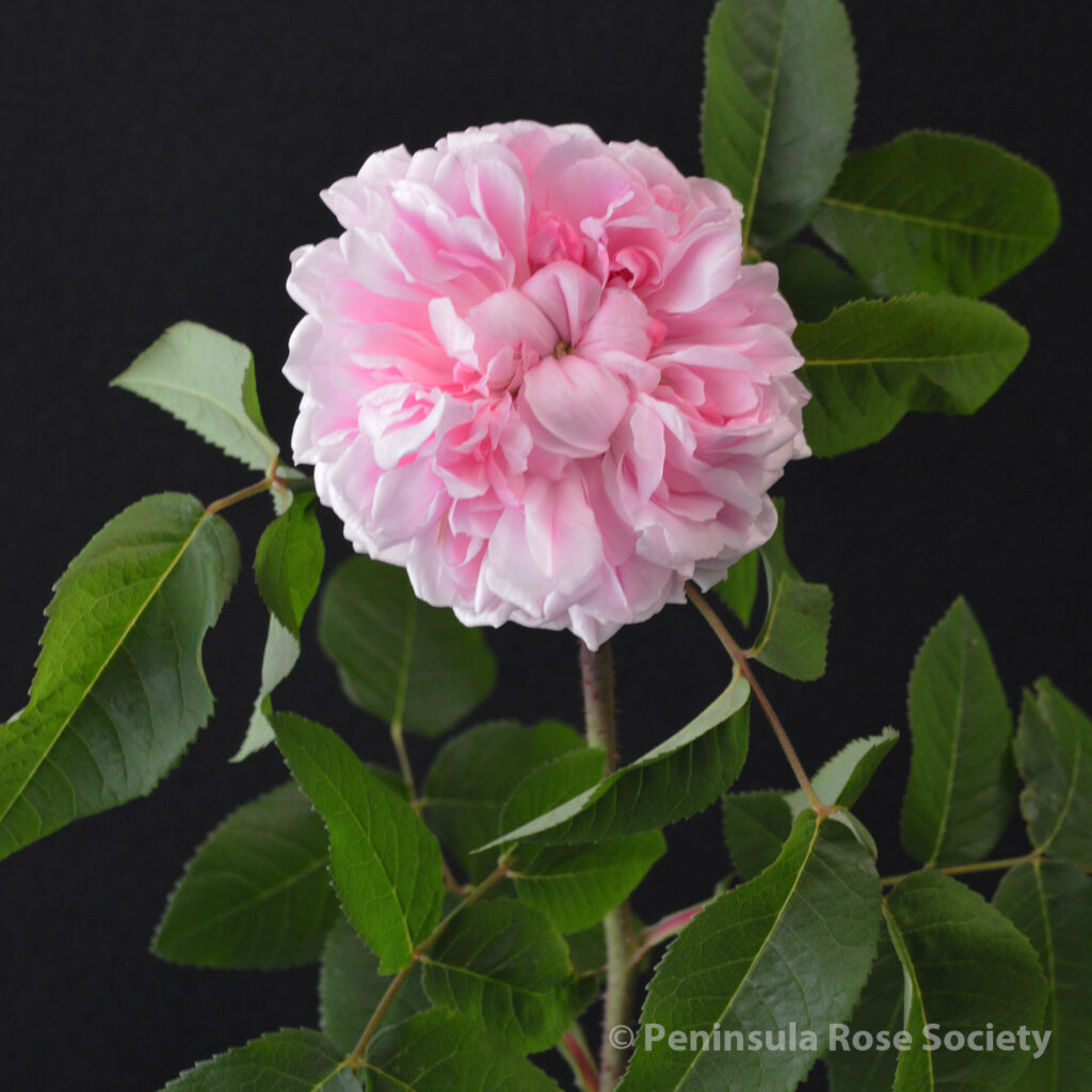 108_john_lynett_petrula_marchesa_boccella_wm