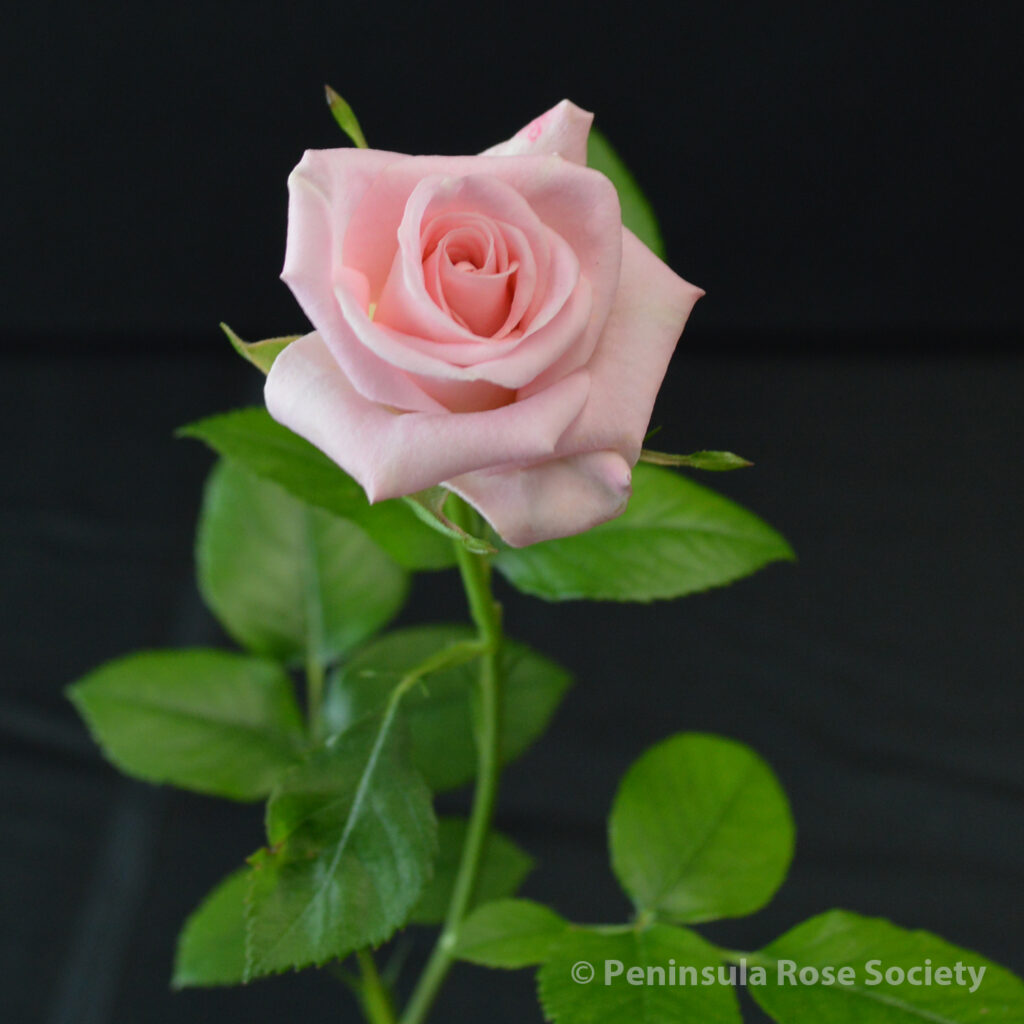 113_1st_queen_john_lynett_petrula_baby_boomer_wm