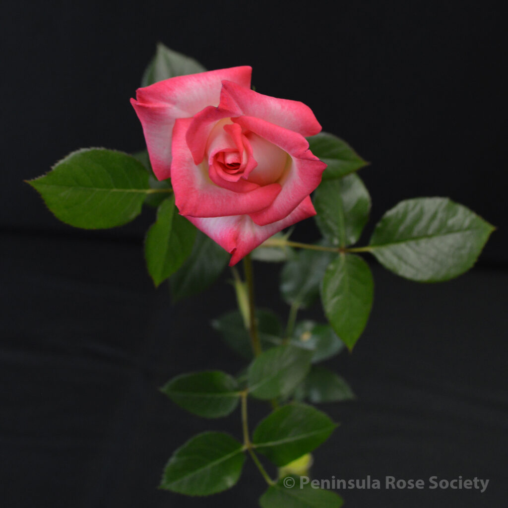 113_3rd_princess_john_lynett_petrula_magicshow_wm