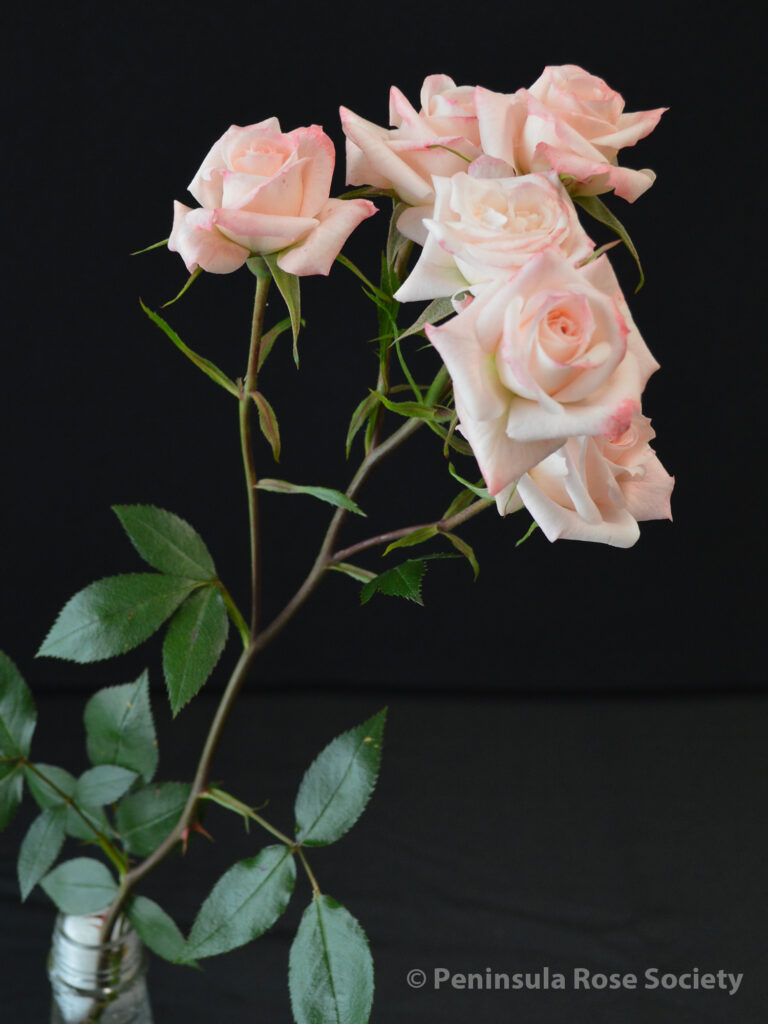 114_robin_rosenberg_minnie_pearl_wm