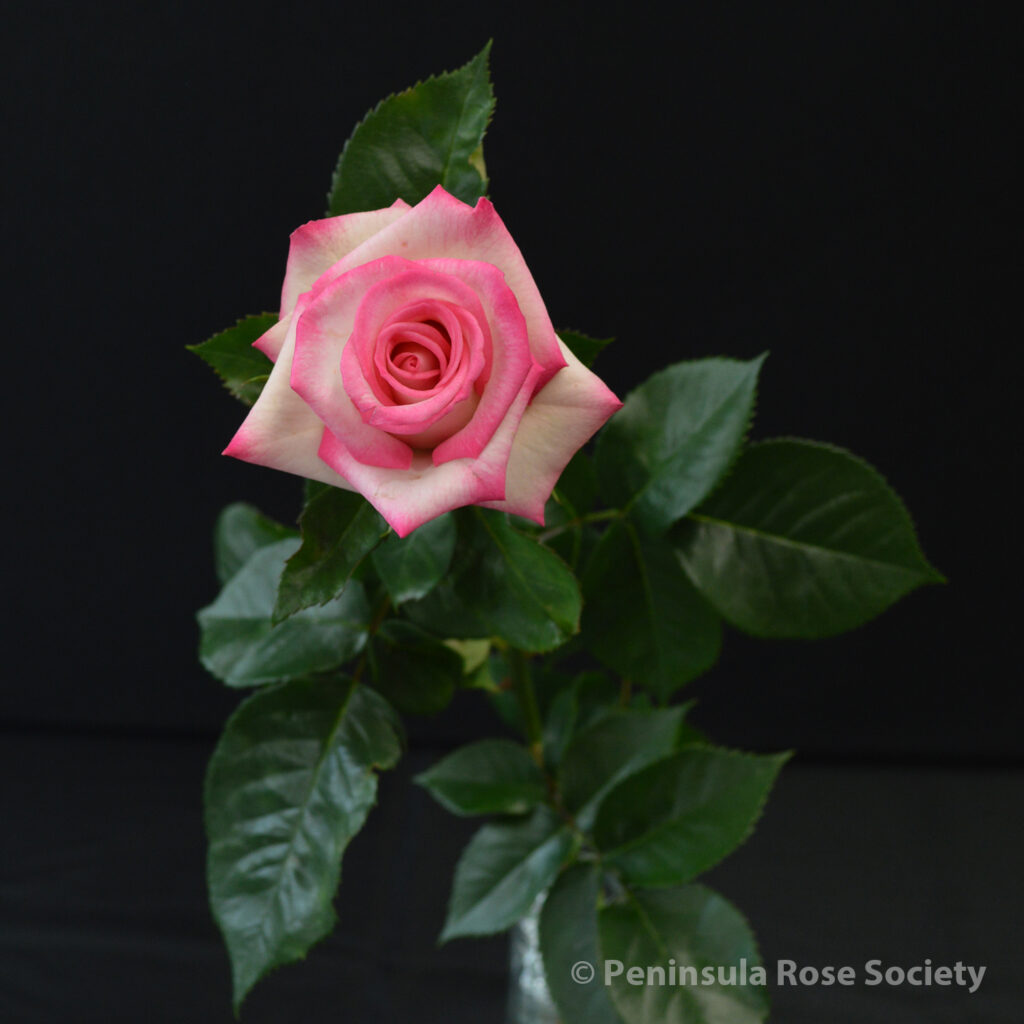 117_1st_queen_michael_rizo_first_choice_wm