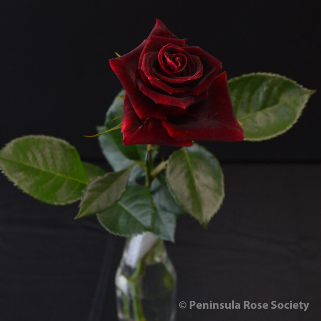 117_2nd_king_stu_dalton_memphis_magic_wm