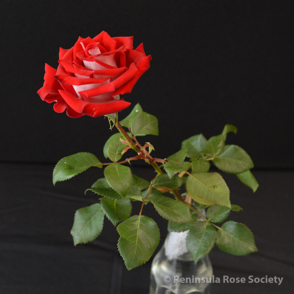 117_3rd_princess_stu_dalton_jolene_adams_wm