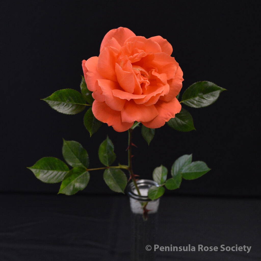 119_linda_vince_piantanida_san_francisco_sunset_wm