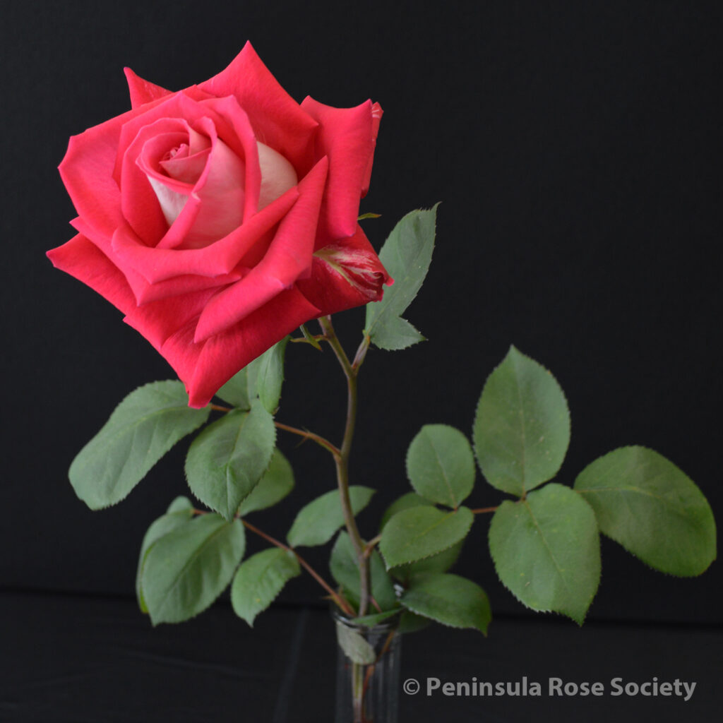 130_sherry_hanen_love_wm