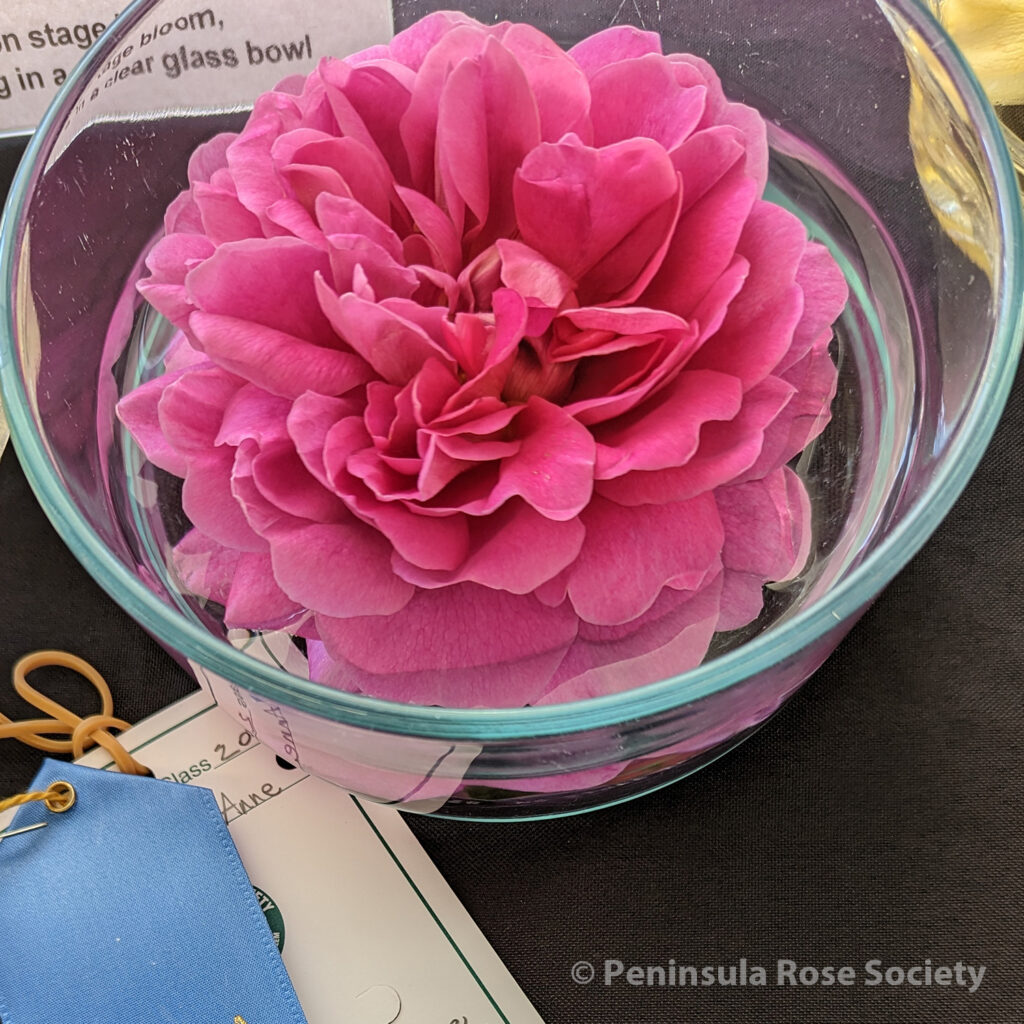 204_john_erskine_princess_anne_wm