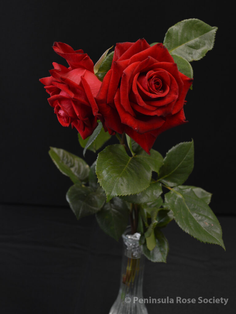 207_sandee_kolter_asso_di_cuori_wm