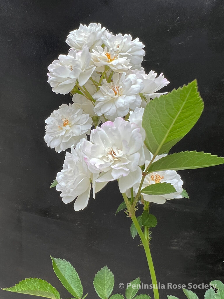 215_stu_dalton_pretty_polly_white_wm