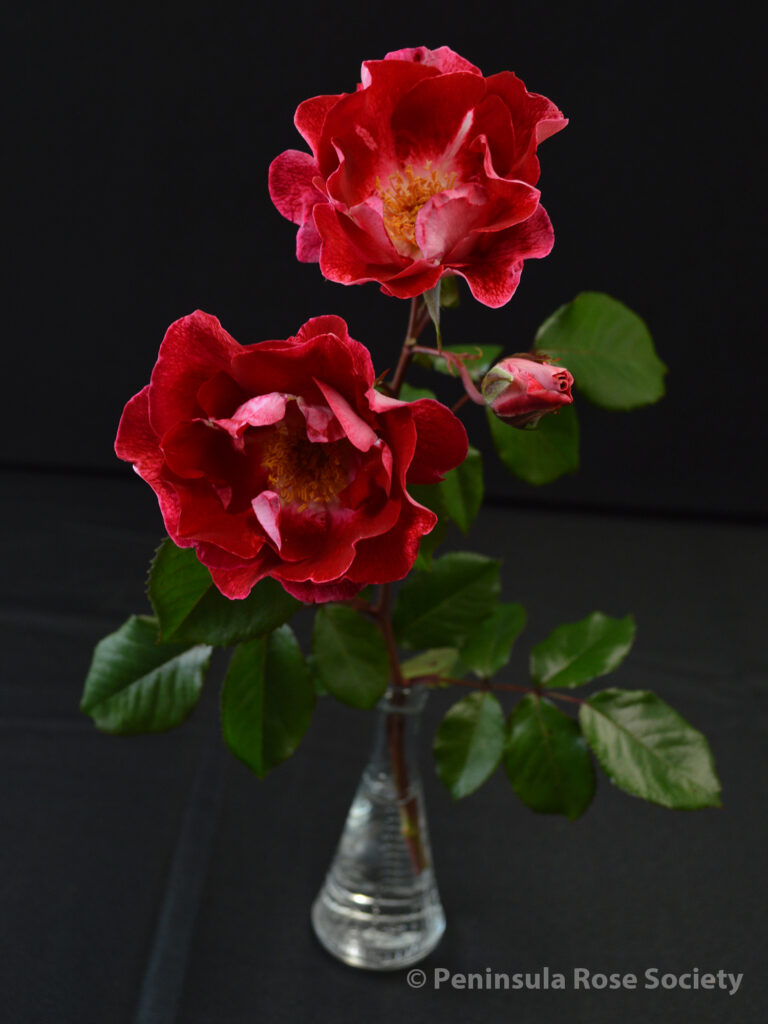 253_joan_goff_priscilla_burton_wm